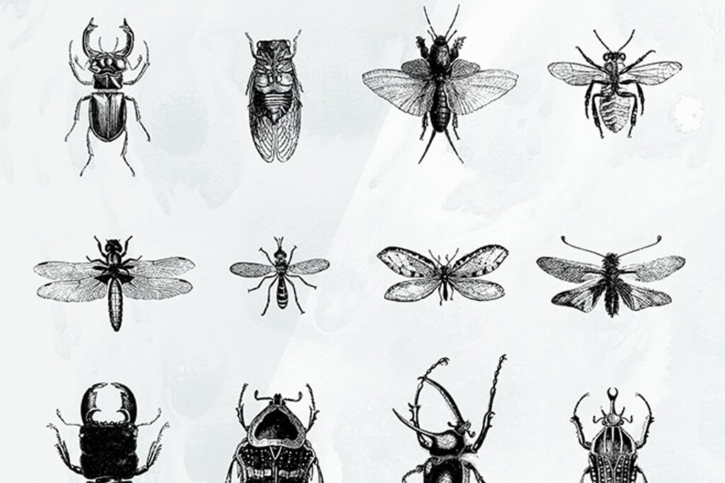 無料 ロイヤリティフリー リアルタッチな昆虫ビンテージイラスト素材種 ベクター素材 Ai Png Webdesignfacts